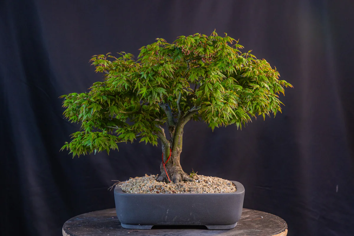 Kitohime Japanese Maple, spring 2026