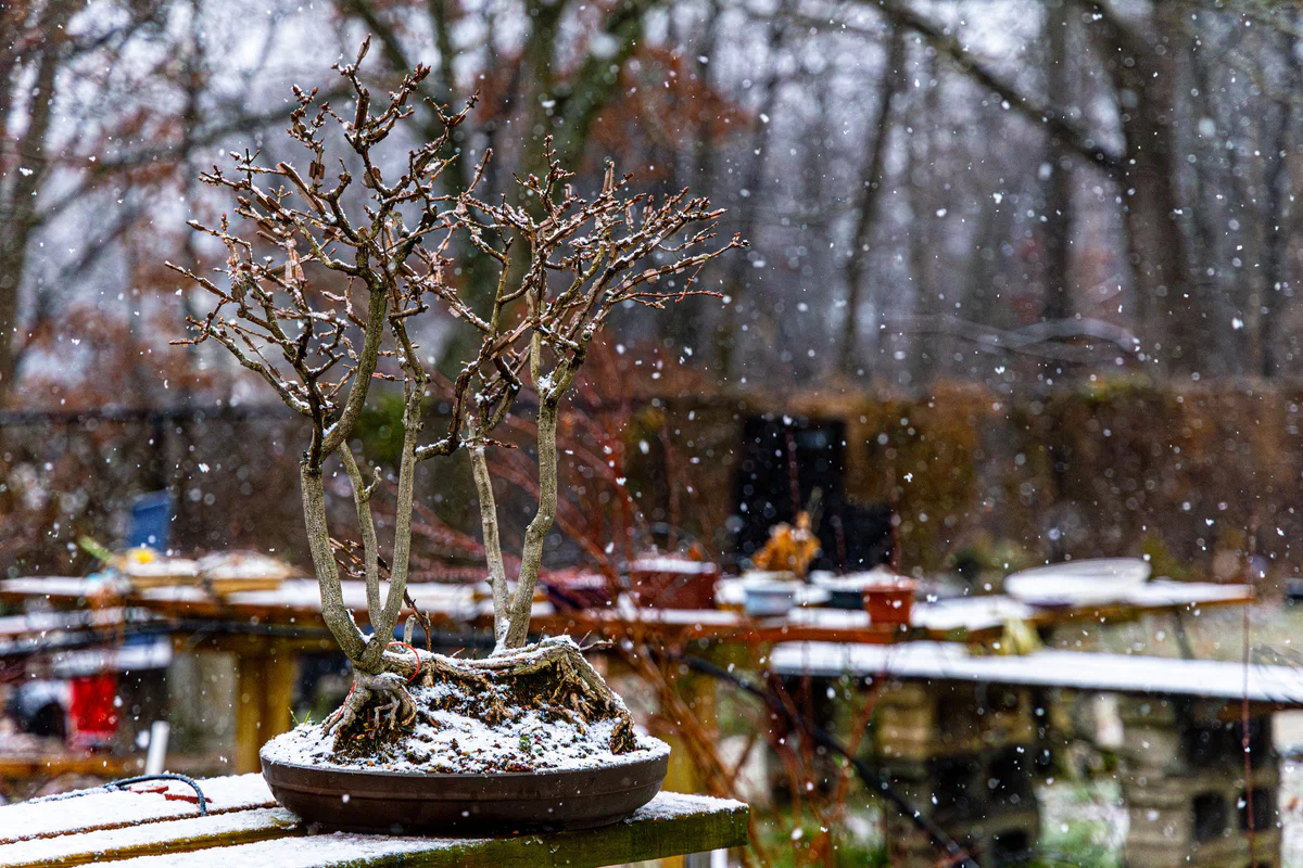 Winged Euonymus, winter 2025
