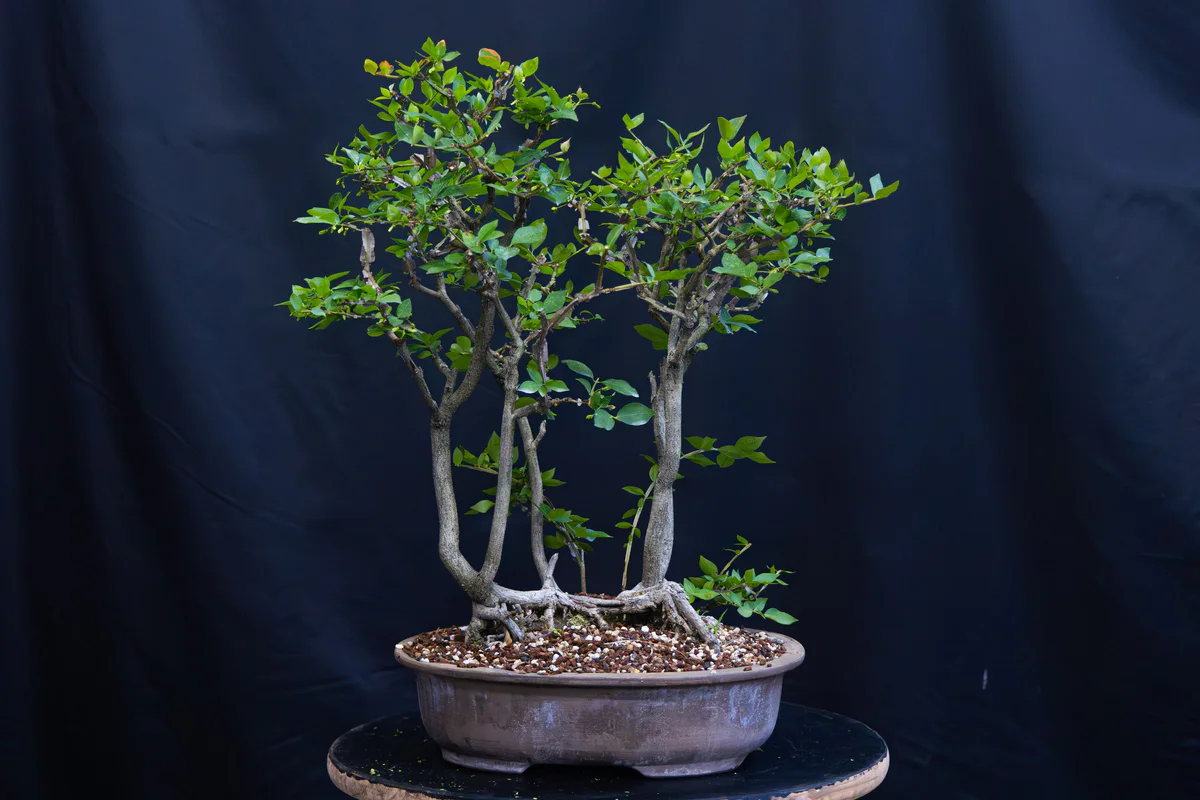 Winged Euonymus, summer 2026